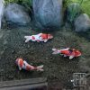 Koi fishes set | 3D printable file - Image 6