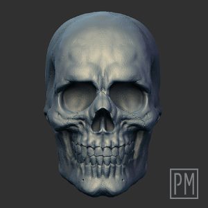Standar Skull Head | Unpainted