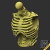 Undead Torsos | Unpainted - Image 6