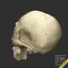 Skeleton armor Head broken | Unpainted - Image 3