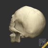 Skeleton armor Head | Unpainted - Image 3